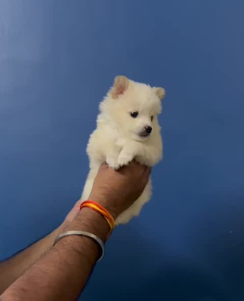 Pomeranian Puppy | Black Color, farm video