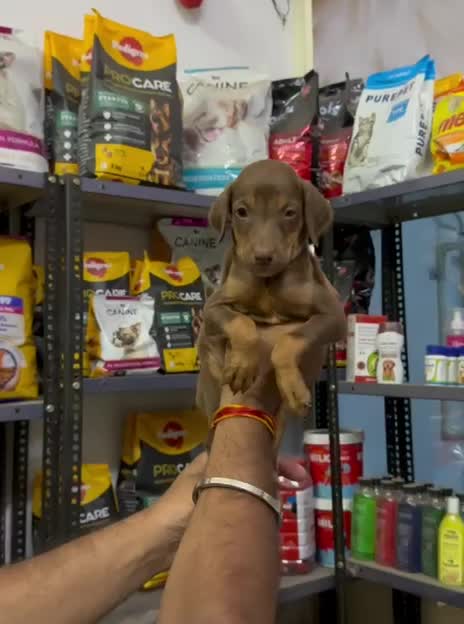European Doberman Puppy, farm video