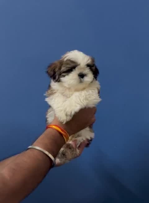 Shih Tzu | Black Color, farm video