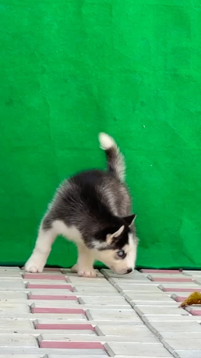 Siberian Husky Puppy | White Color, farm video