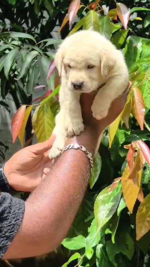 Beagle Black & Tan Puppy, farm video