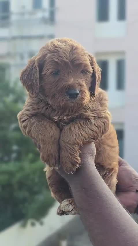 Doodle, farm video