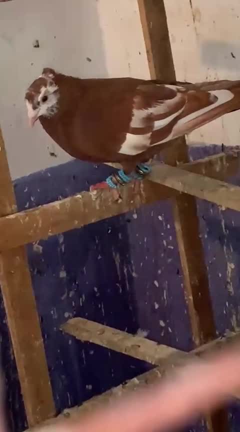 Homer Pigeon, farm video