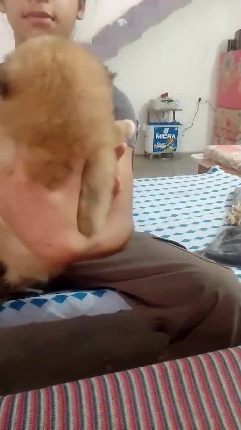 Pomeranian Puppy | Black Color, farm video