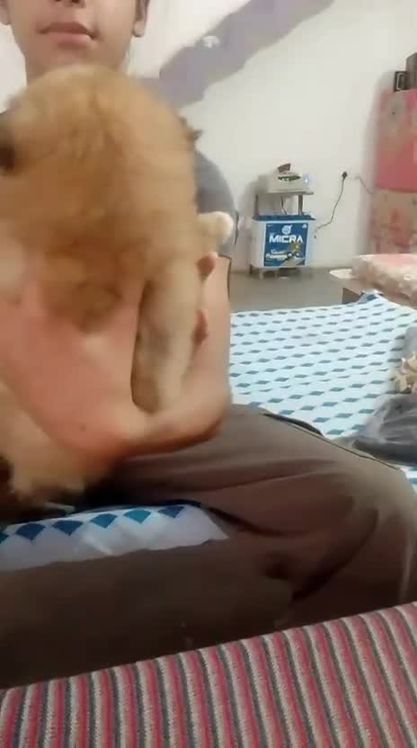 Pomeranian Puppy | Black Color, farm video