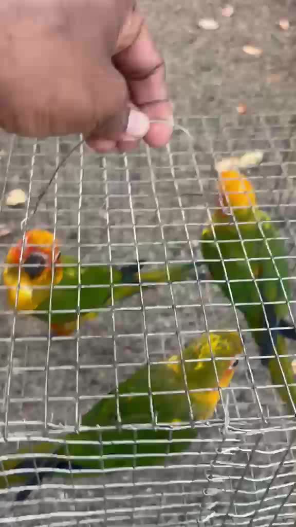 Sun Conure, farm video