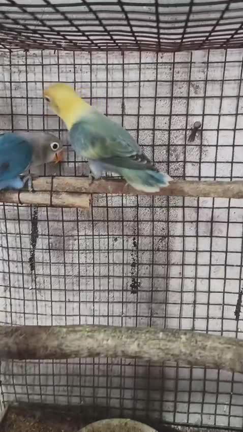African Love Birds, farm video