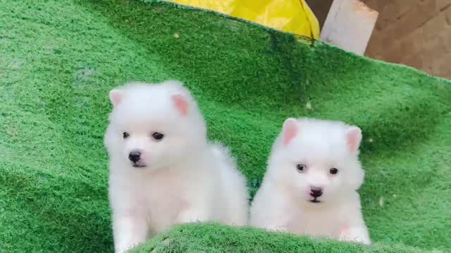 Pomeranian Puppy, farm video