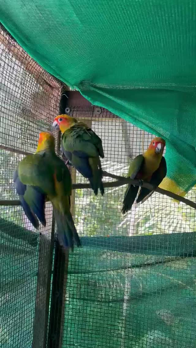 Sun Conure, farm video
