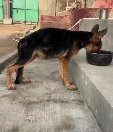 German Shepherd Puppy, farm video