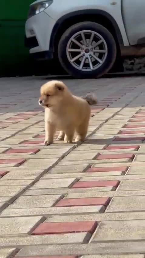 Pomeranian Puppy, farm video
