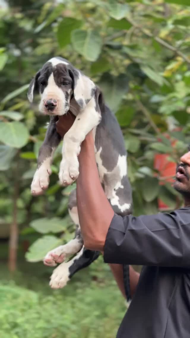 Pitbull Terrier Puppy, farm video