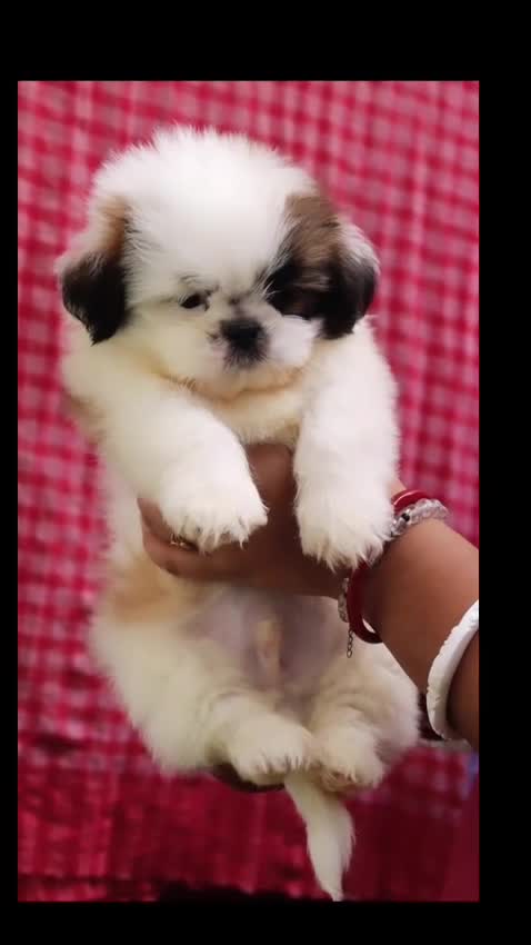 Shih Tzu | Black Color, farm video
