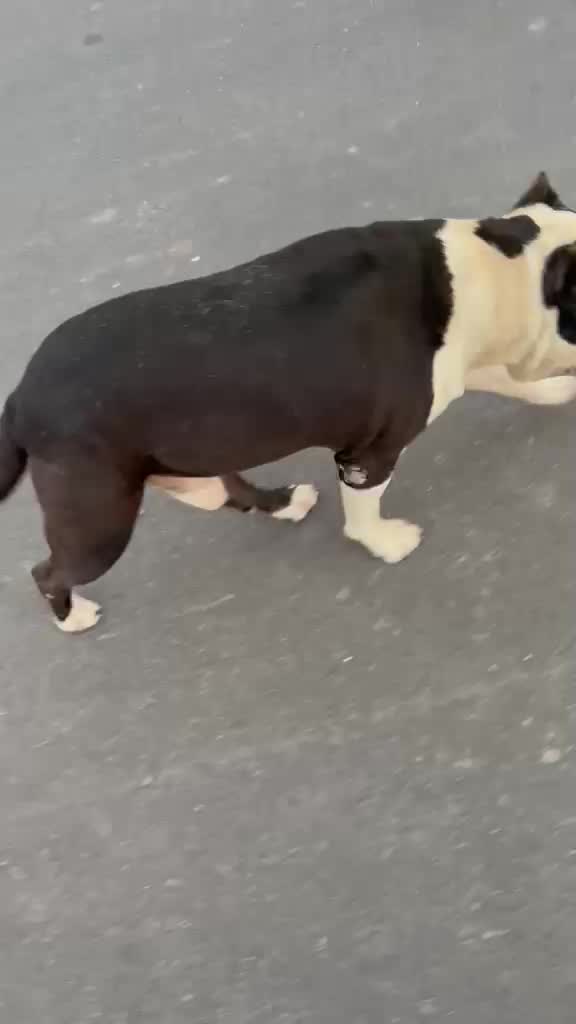 American Bully Pocket Size Puppy, farm video