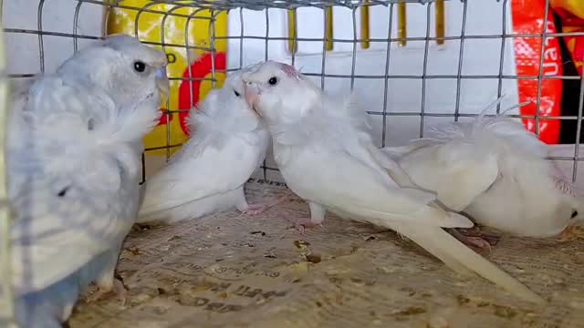 Hogoromo Budgies, farm video