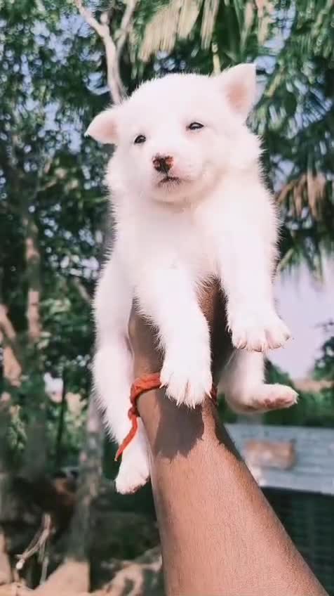 Pomeranian Puppy, farm video