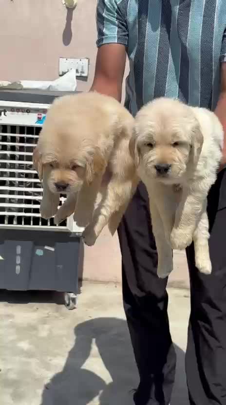 Golden Retriever, farm video