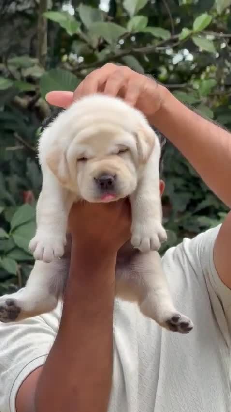 Beagle Black & Tan Puppy, farm video