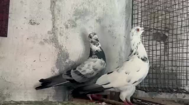 Homer Pigeon, farm video