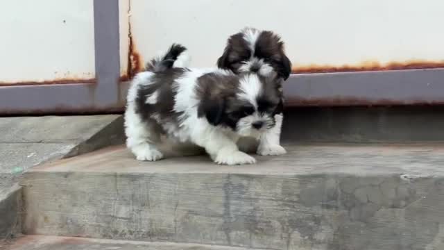 Shih Tzu | Black Color, farm video
