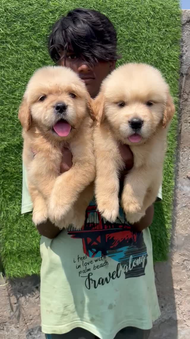 Golden Retriever, farm video