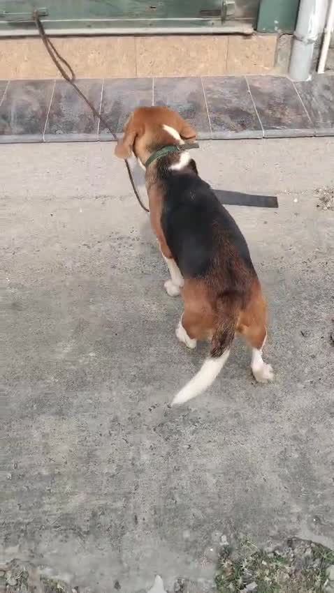Beagle Black & Tan Puppy, farm video