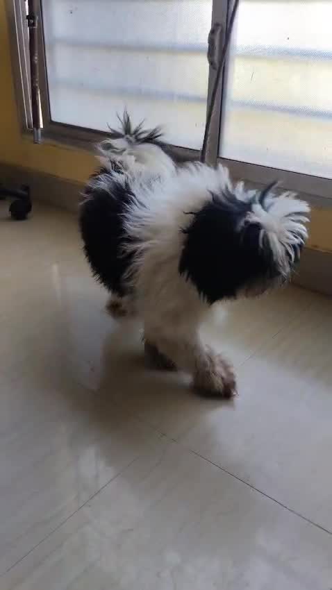Shih Tzu | Tri Color Puppy, farm video