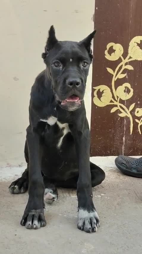 Cane Corso Puppy, farm video