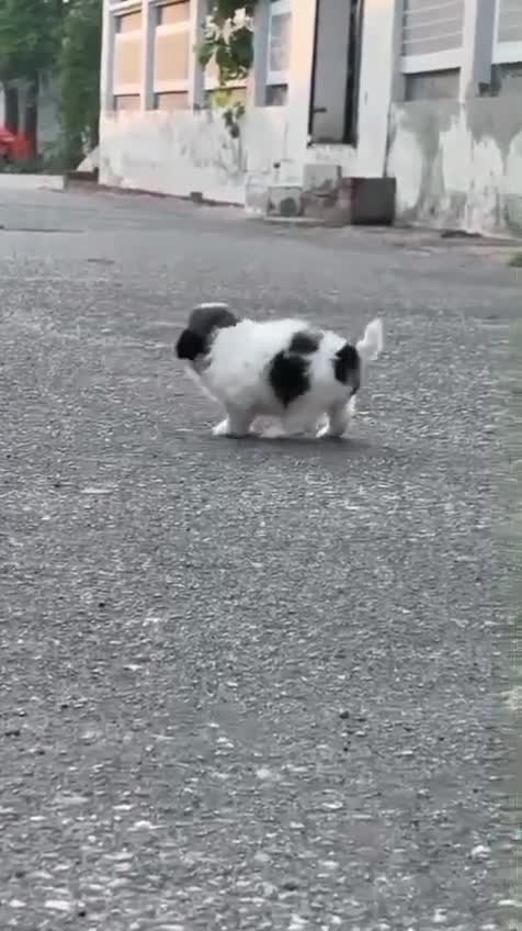 Shih Tzu | Black Color, farm video