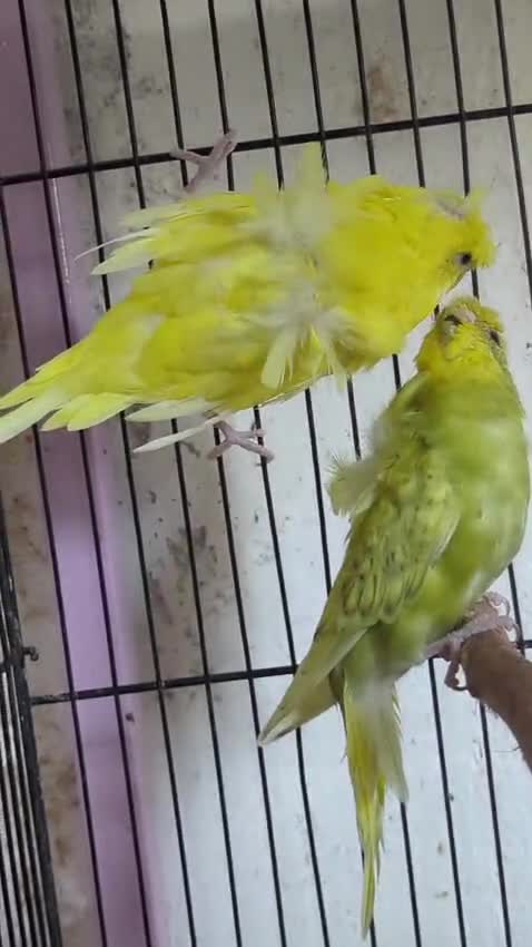 Budgies, farm video