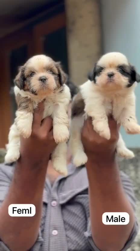 Shih Tzu | Black Color, farm video
