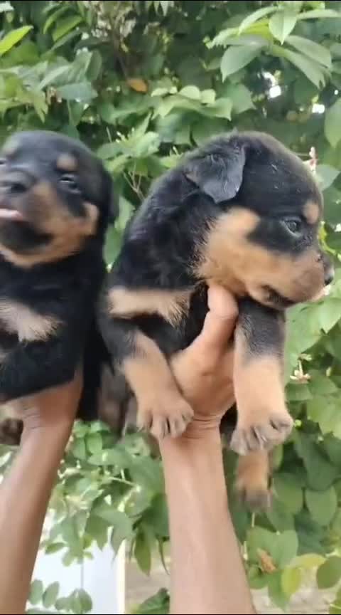 Rottweiler Puppy, farm video