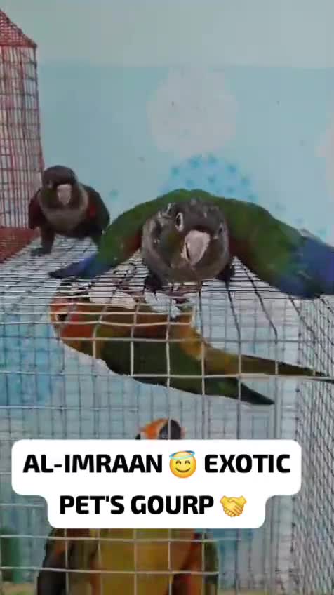 Crimson Bellied Conure, farm video