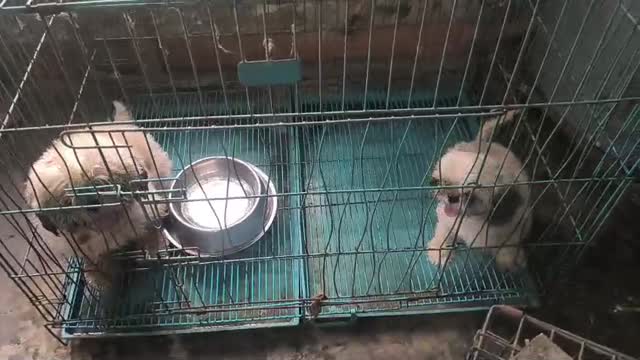 Shih Tzu | Tri Color Puppy, farm video
