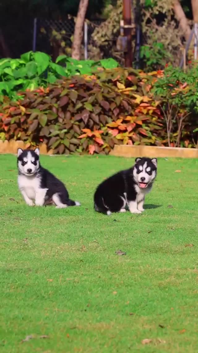 Siberian Husky Puppy | Black & White Color, farm video