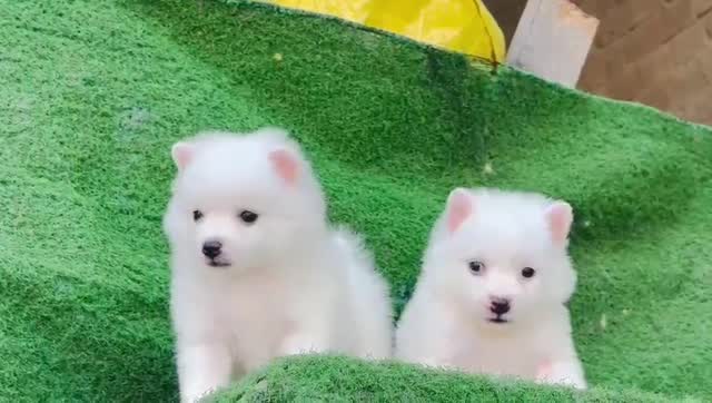 Pomeranian Puppy, farm video