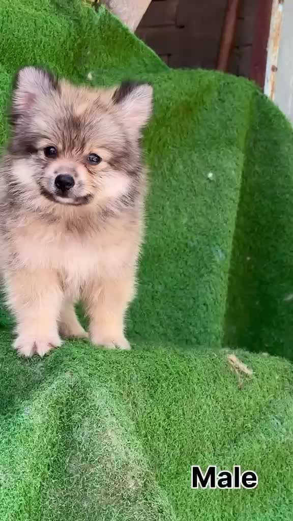 Pomeranian Puppy, farm video