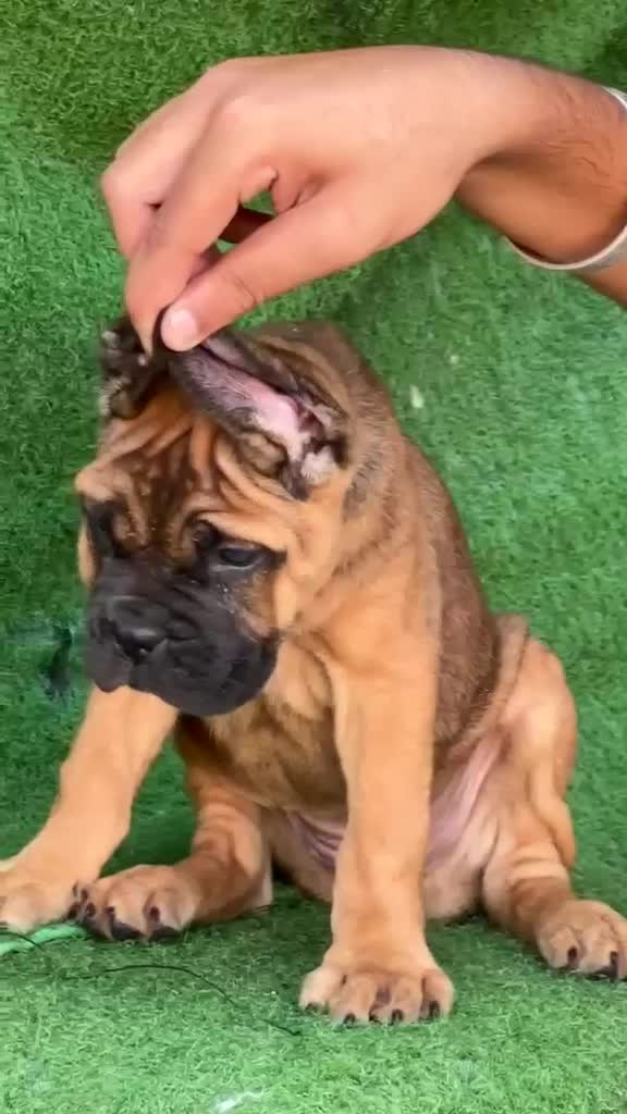 Cane Corso Puppy, farm video