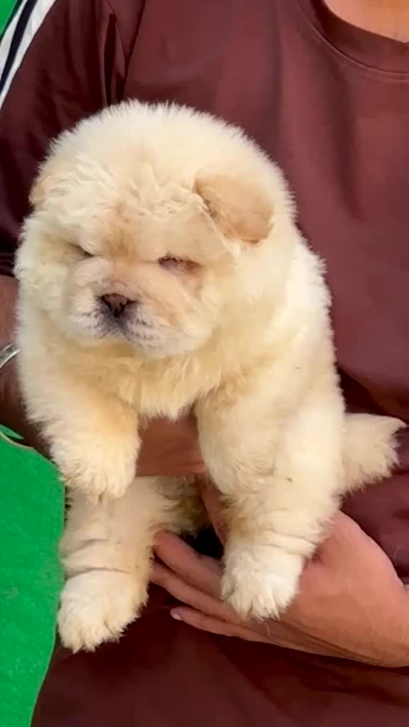 Chow Chow Puppy | Cream Color, farm video