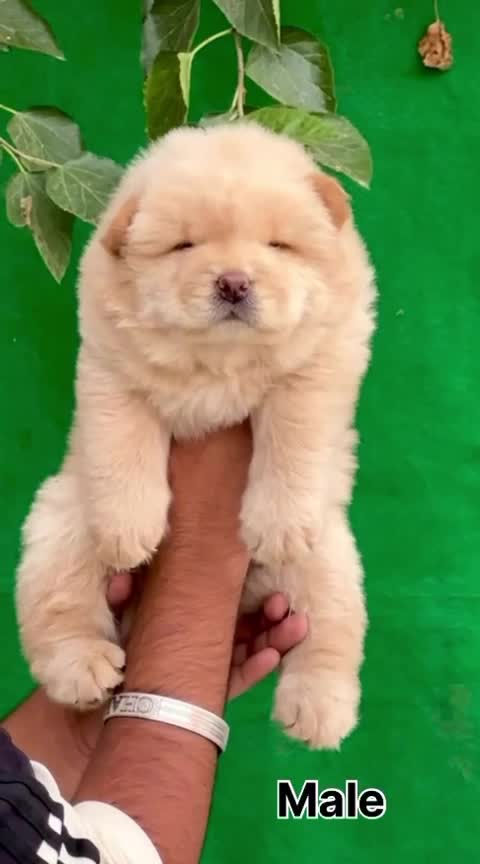Chow Chow Puppy | Cream Color, farm video