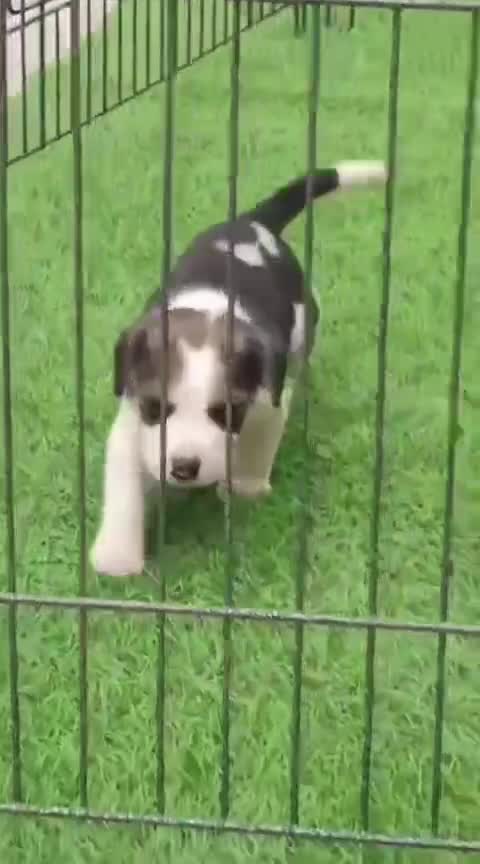 Beagle Black & Tan Puppy, farm video