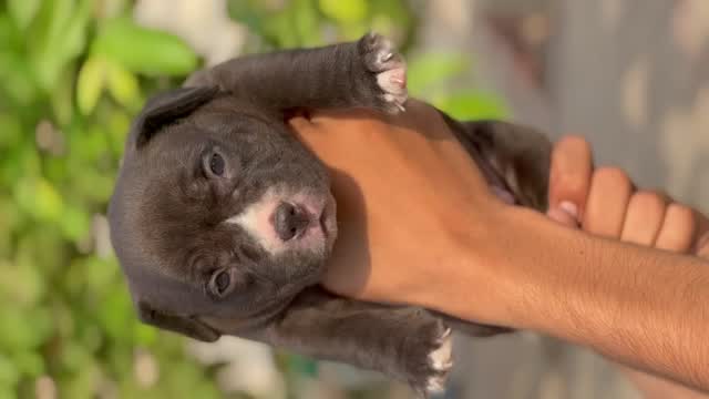 American Bully Pocket Size Puppy, farm video