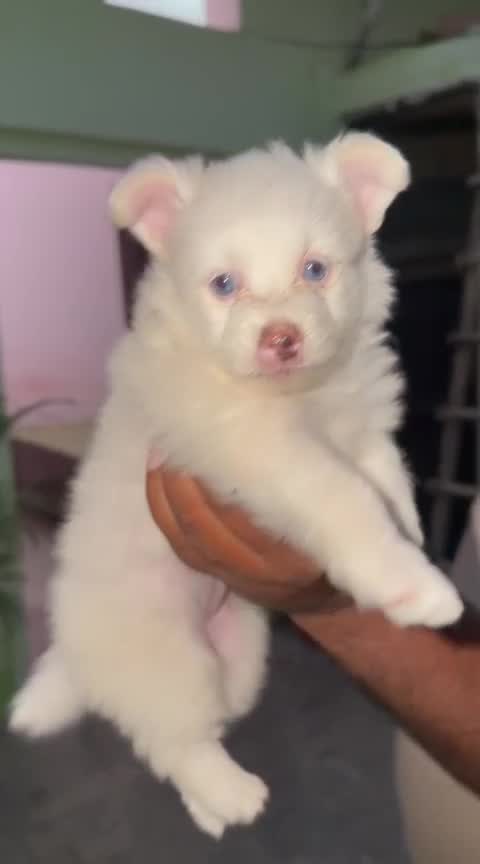 Pomeranian Puppy, farm video