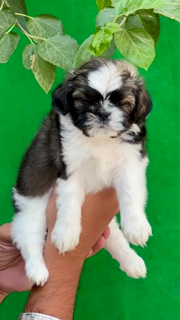 Shih Tzu | Tri Color Puppy, farm video