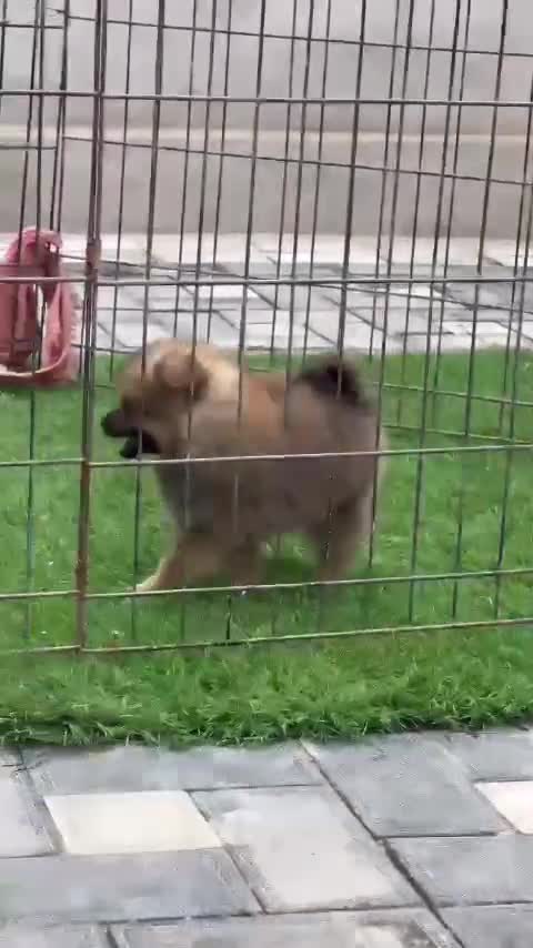 Pomeranian Puppy, farm video