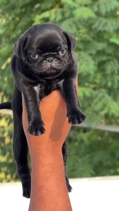 Pug Puppy | Apricot Color, farm video