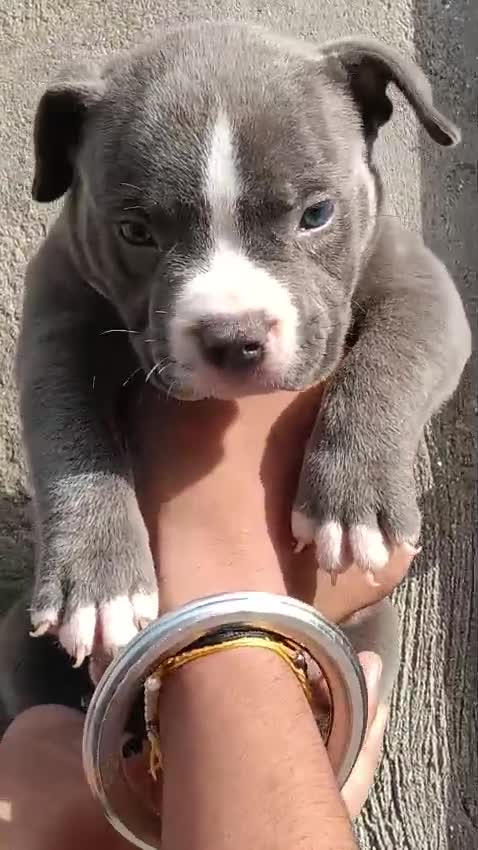 American Bully Pocket Size Puppy, farm video