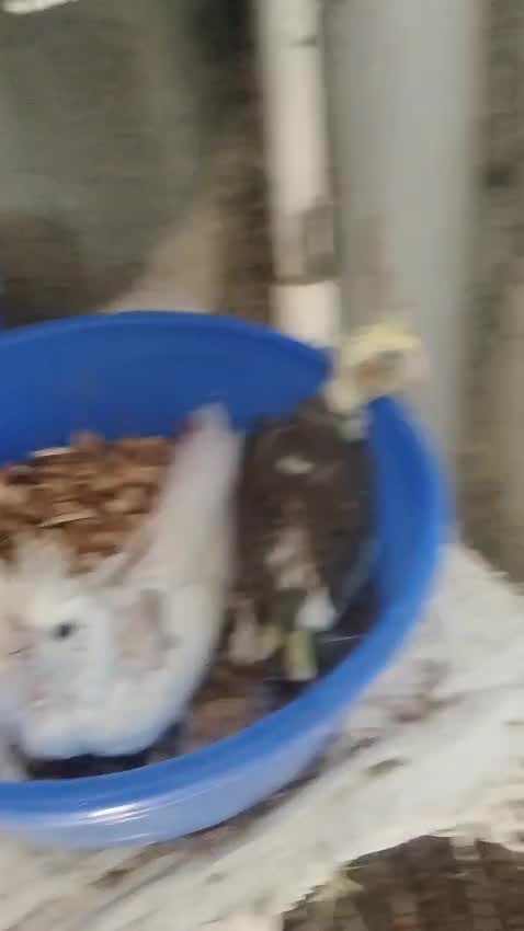 Cockatiel, farm video