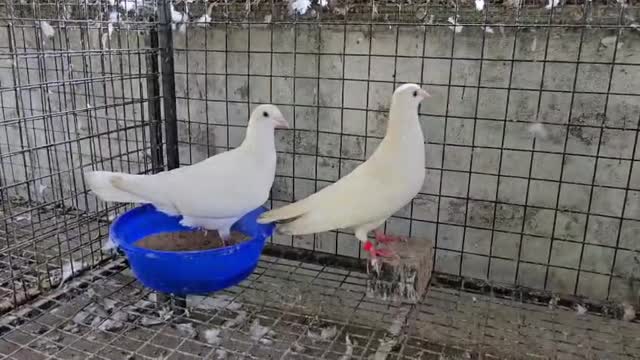 Homer Pigeon, farm video