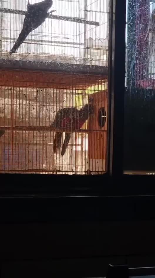 Crimson Bellied Conure, farm video